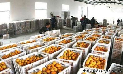 丹江口市27万多吨丰收柑橘基本销售完毕(图)_行业资讯_中国水果交易网