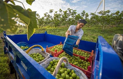 厉害了 荣成20家国家级农产品调查单位 户 接受授牌