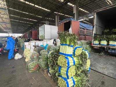 春菜大量上市!温州人的餐桌"春意盎然"